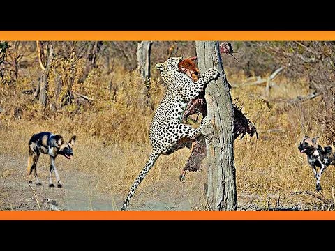 Leopard Takes on 9 Wild Dogs
