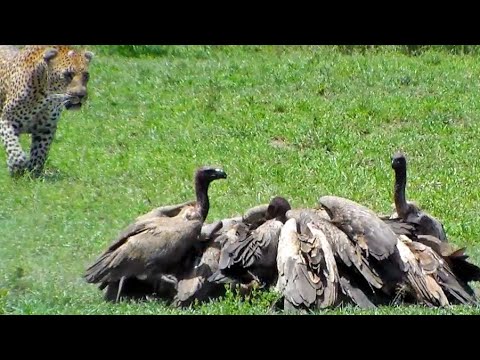 Vultures Chase Eagle off Kill Leopard Chases Vultures Lions