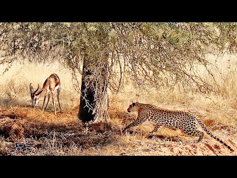 Buck Doesn t See the Leopard Behind This Tree