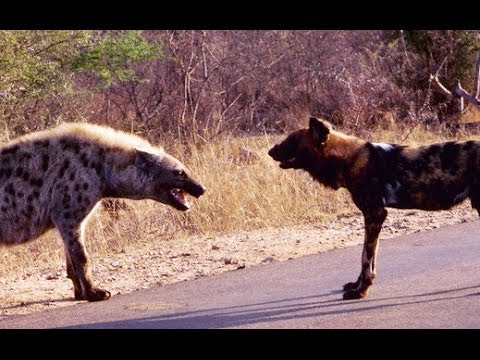 Standoff Between A Pack of Wild Dogs and Spotted Hyenas