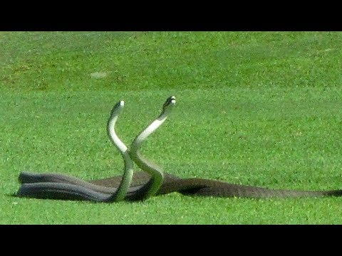 2 Black Mamba Snakes Fighting on Golf Course