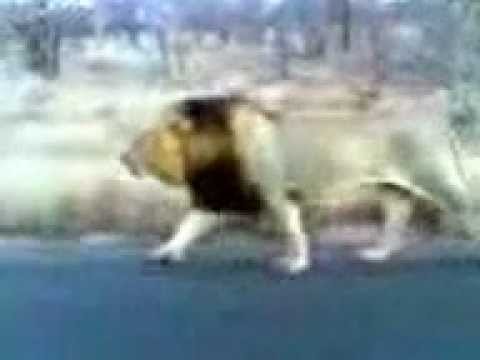Big Male Lion Roaring Next to the Car Kruger Sightings