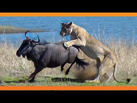 Lions Hunt Pregnant Wildebeest and Pull the Baby Out