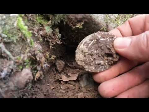 Taşların Arasından Metal Dedektör ile Define Buldum