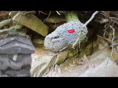 Yılan Başından Sonra Definenin Yerini Buldum