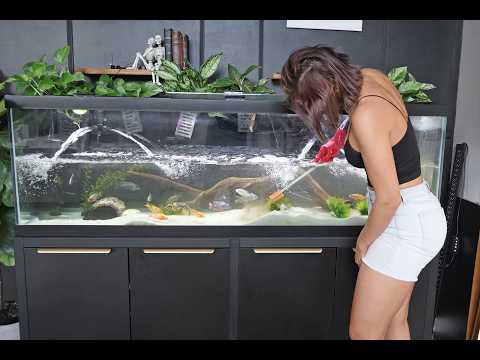 Time for a Big Water Change 125 Gallon Peacock Cichlid Tank