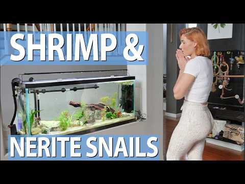 Adding Shrimp Nerite Snails to my 55 gallon tank