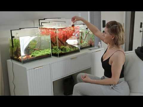 Update on Sakura Our Pink Halfmoon Betta Making Him a Betta