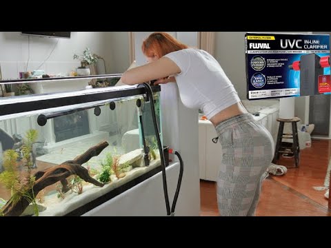 Installing the FLUVAL In line Clarifier to my 55 gallon tank
