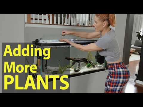 Adding Pink plants to the 55 gallon