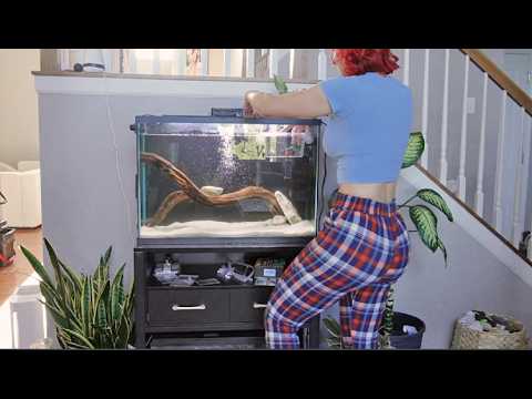 Getting the 29 gallon set up for my growing plecos