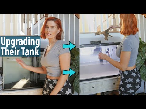 Upgrading my junior peacock cichlid tank