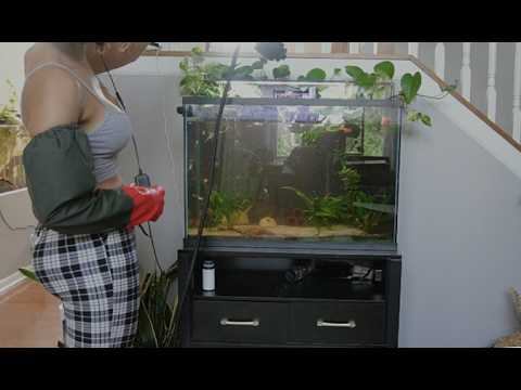 Tank Shuffle Moving Plecos Adding Clown Loaches