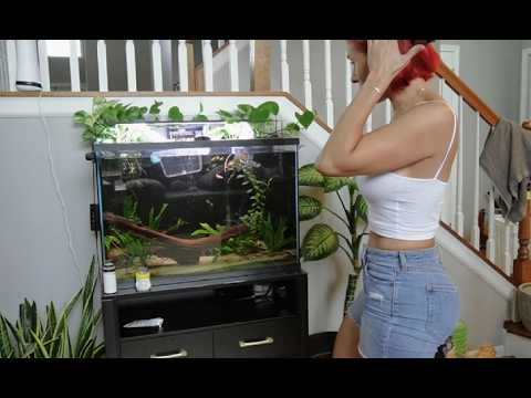 Found The Perfect Cleaner Snails for my Betta tanks