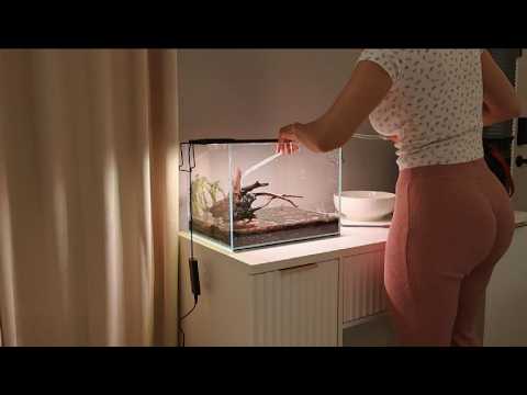 Mystery Fish Reveal Brand New Tank Setup