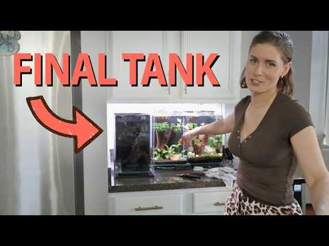 Low Tech Betta Tank Upgrade with Cryptocoryne Cave