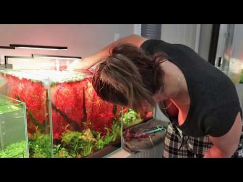Nano Tank Maintenance Day Small Tanks Big Care