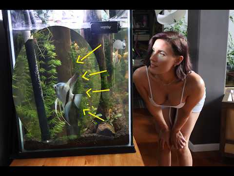 OMG My Angelfish Laid Eggs for the First Time Need Advice