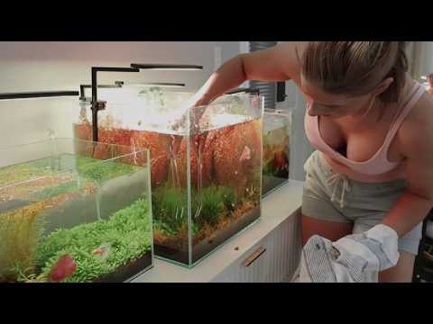 Tank Rescue Reviving a Struggling 15 Gallon Aquarium