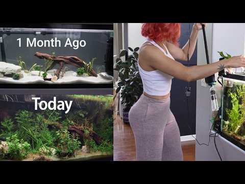 1 Month update on the 55 gallon planted tank What worked