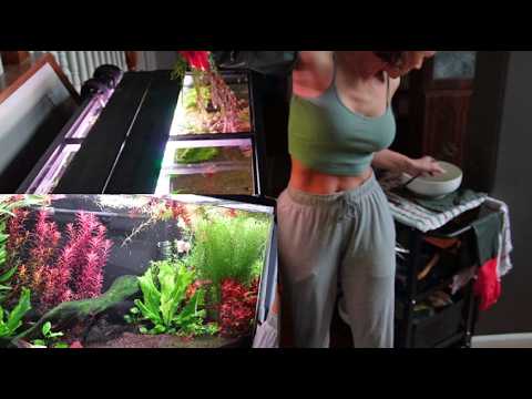 REAL TIME Tank Trim on an Overgrown Jungle