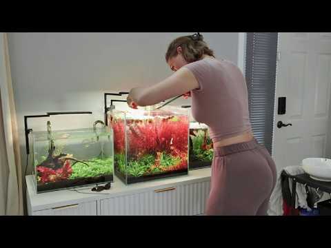 Refreshing My Low Tech Pink Halfmoon Betta Tank