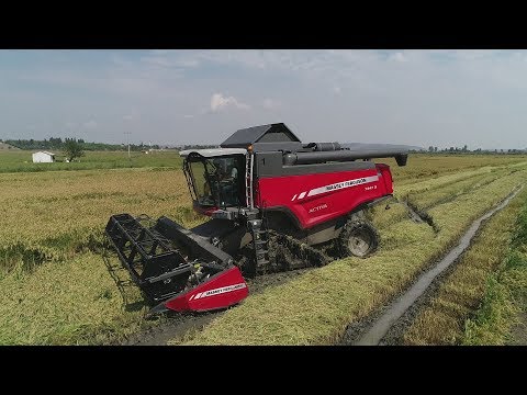 Massey Ferguson 7347 S AKTIVA Çeltik Hasadı