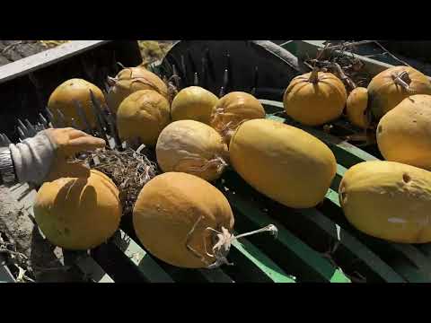 Kabak Çekirdeği Hasadı