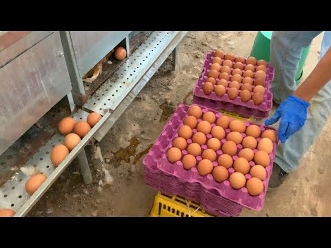 MODERN GEZEN TAVUK ÇİFTLİĞİNDE YUMURTA TOPLAMA