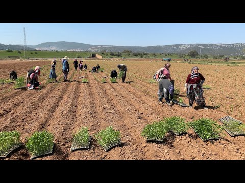 TARLA TİPİ BİBER DİKİMİ