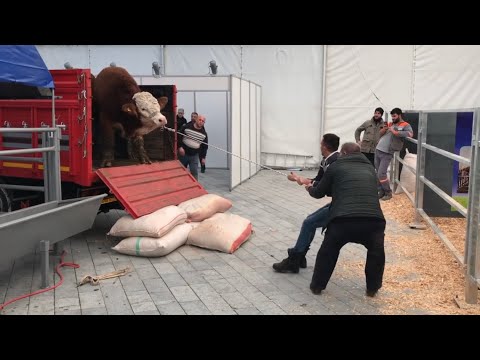 Kamyondan Simental Dana İndirme