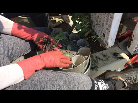 Brokoli Dikim Makinası