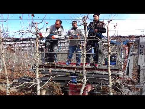 Ağaç Budaması Nasıl Yapılır Bodur Elma