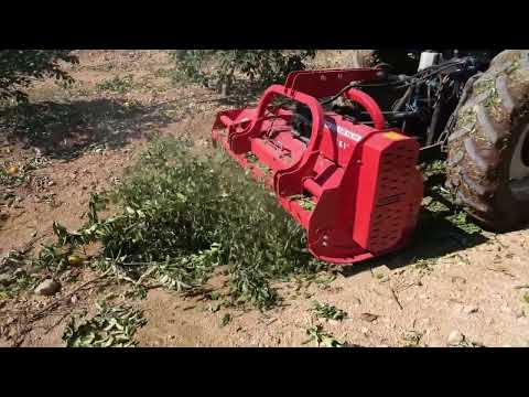 DAL PARÇALAMA LİMON BAHÇESİ