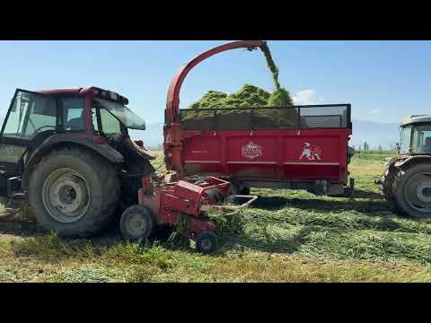 Buğday Silajı