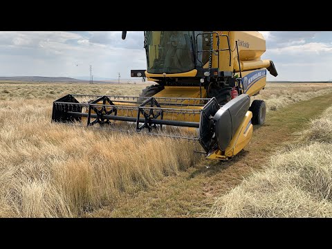 ÇİM TOHUMU HASADI NEW HOLLAND TC5 80