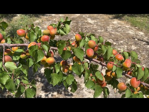 TOPRAK İŞLEME YAPILMAMIŞ VE YAPILMIŞ KAYISI BAHÇESİNİN FARKI