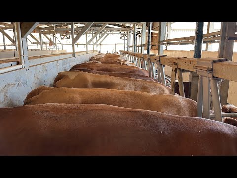 GÜNLÜK 12 TON SÜT ÜRETEN İŞLETME