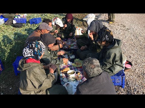 Brokoli Hasadı