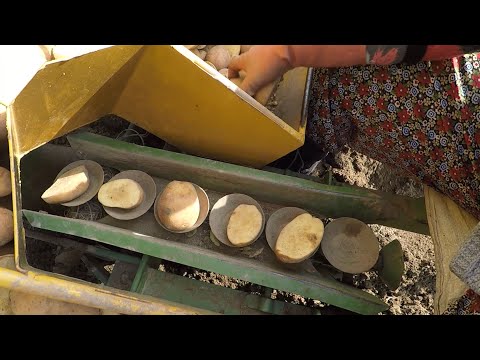 Patates Ekimi Nasıl Yapılır