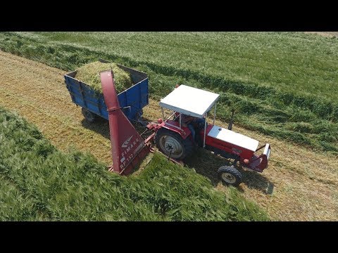 Bu Traktör Bu İşin Altından Nasıl Kalkıyor Arpa Otu Silajı