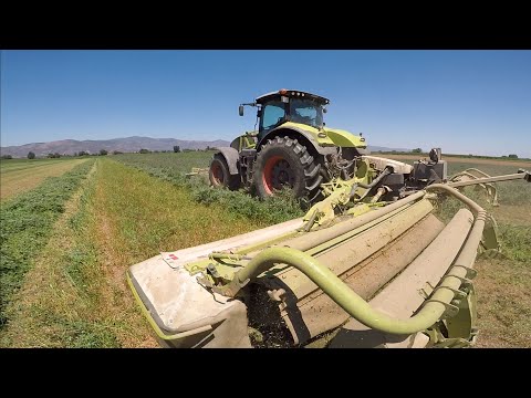350 Beygir Claas Traktörle Yonca Biçiyoruz