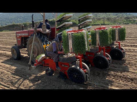 SALÇALIK DOMATES DİKİMİ