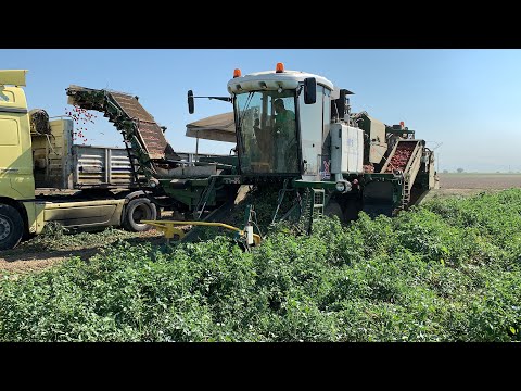 DEKARDA 13 TON DOMATES HASADI
