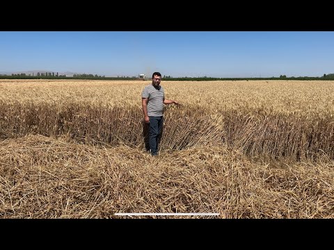 1200 KİLO VERİM ALMAK HİÇ ZOR DEĞİL ZİRAAT MÜHENDİSİ