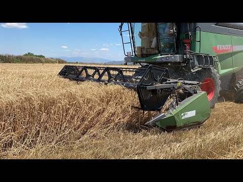HARİKA VERİMLİ BUĞDAY HASADI 800kg dekar FENDT 6275L