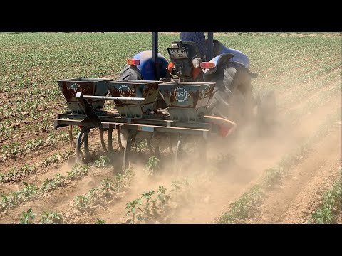 BİBER SIRA ARASI TOPRAK ALTI GÜBRELEME