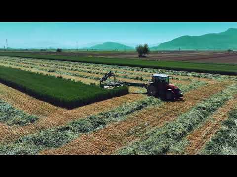 Torbalı Ovası Buğday Biçimi silajlık
