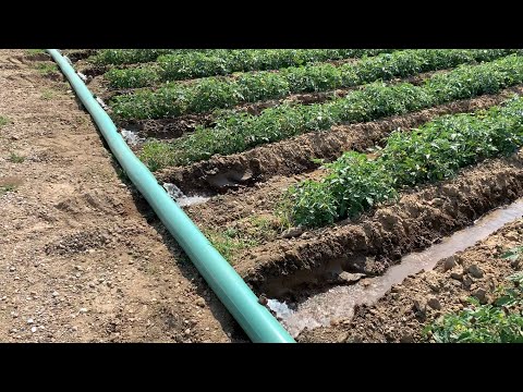 DOMATES SULAMASININ EN KOLAY YÖNTEMİ