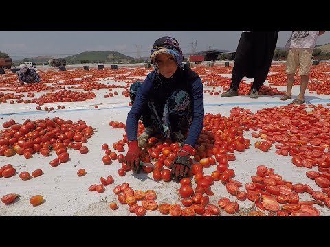 Kilo Fiyatı 5 Dolar Olan Kuru Domates Nasıl Yapılıyor